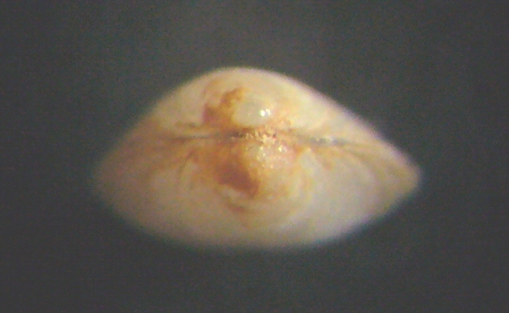 Piccolo bivalve